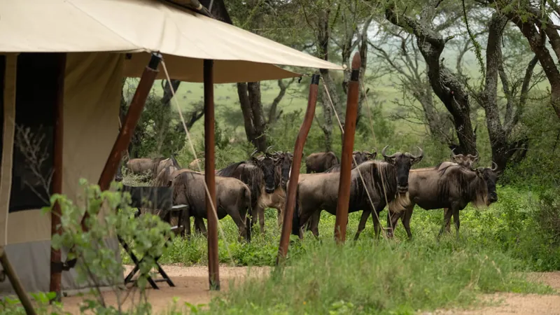 Mwiba Plains, タンザニア · Southern Serengeti