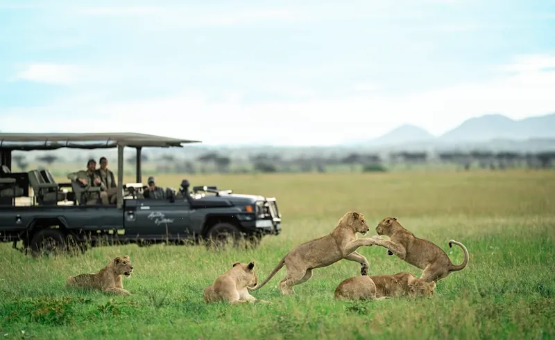 Mila, 탄자니아 · Western Serengeti