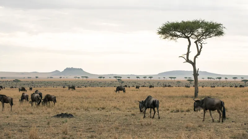 Nyasi, Northern Serengeti, Tanzania
