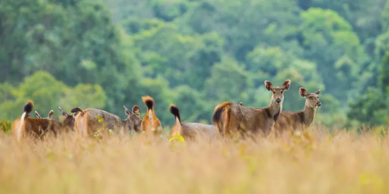 洲际考艾度假村, 泰国 · Khao Yai