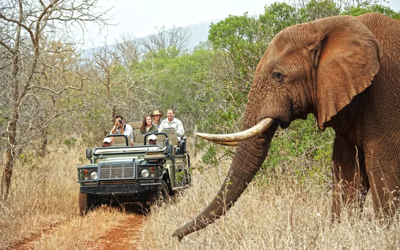 Thanda Safari, 남아프리카공화국 · KwaZulu Natal