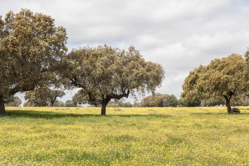 São Lourenço do Barrocal, Monsaraz, Portugal